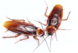Cockroach Control