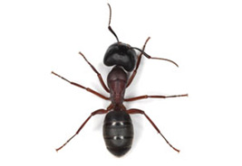 Ant Control