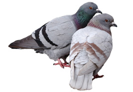 Bird Control