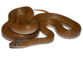 snake relocation
