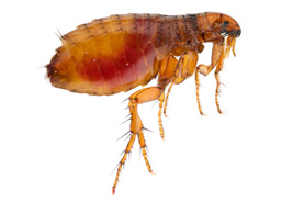 Flea Control