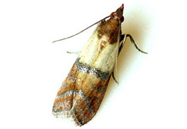 Moth Control