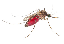Mosquito Control