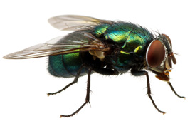 Fly Control