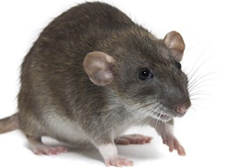 Rodent Control