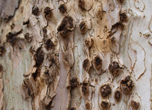 shot-hole-borer-beetle-treatment