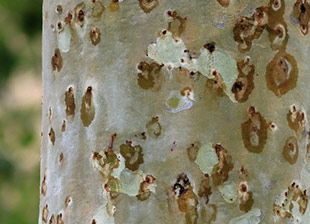 shot-hole-borer-symptoms