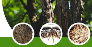shot-hole-borer-beetle-signs